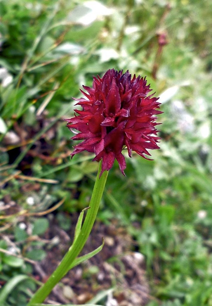 Brunkulla (Gymnadenia nigra) på Blomsterfjället Ansätten. Foto © Rut Magnusson.