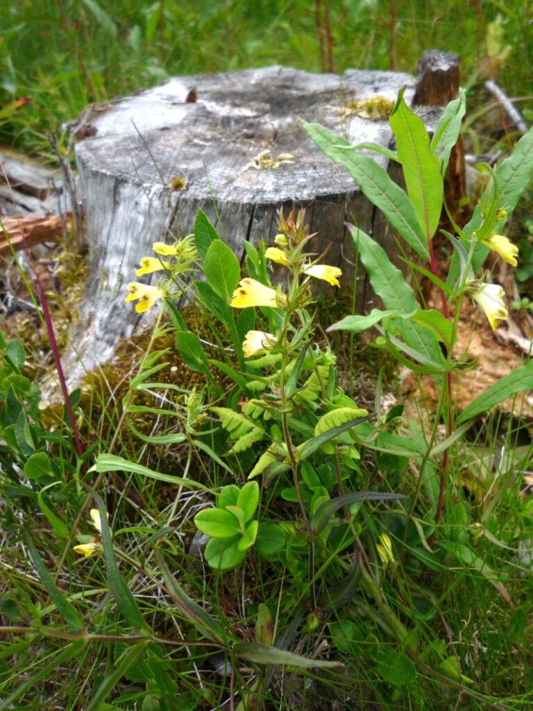 ÄNGSKOVALL Melampyrum pratense Foto © Rut Magnusson