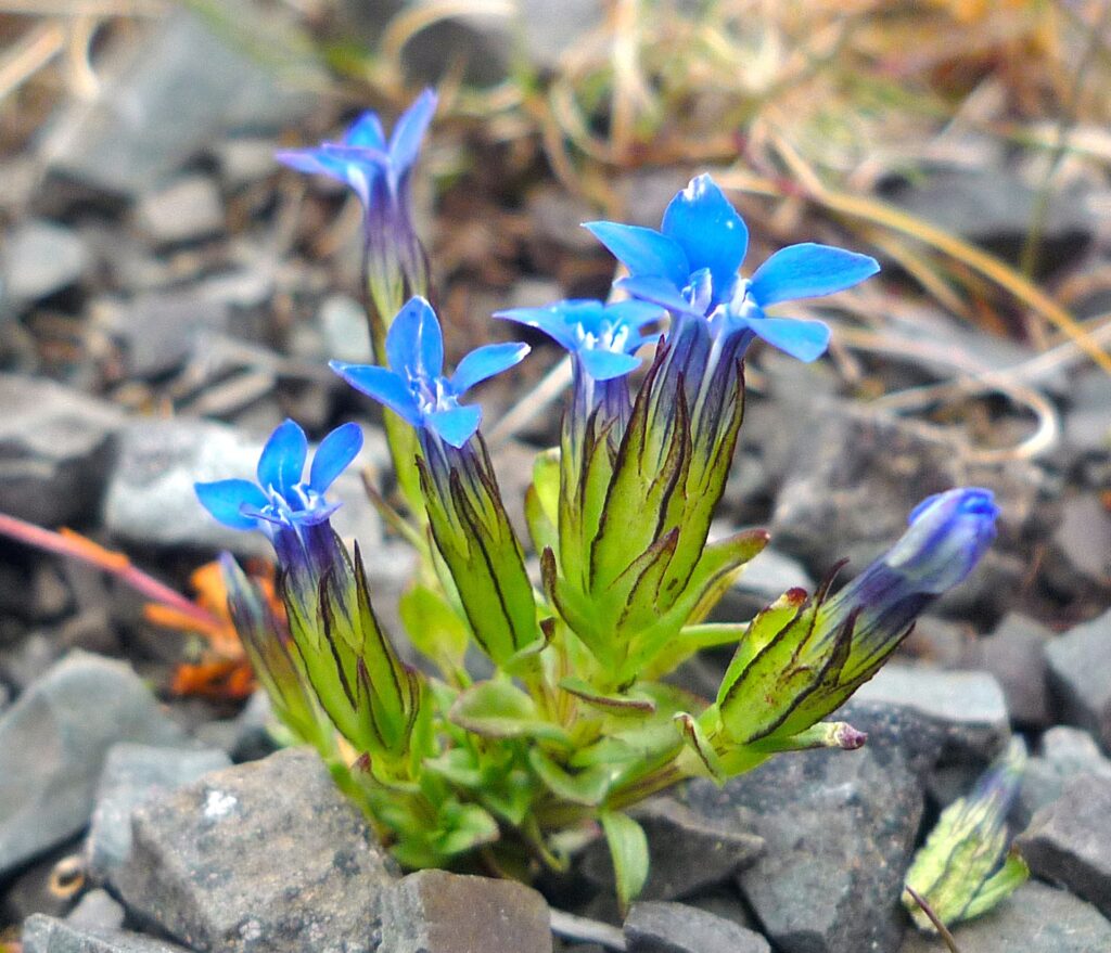 FJÄLLGENTIANA Gentiana nivalis Foto © Hans Tingman