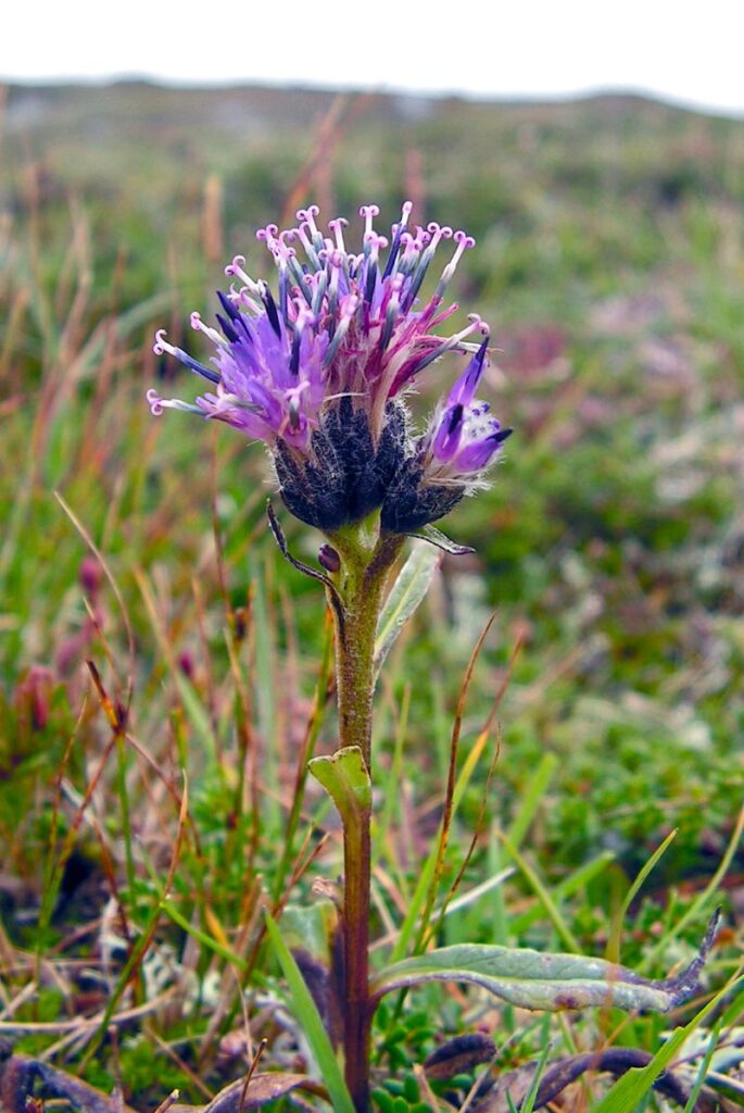 FJÄLLSKÄRA Saussurea alpina Foto © Hans Tingman