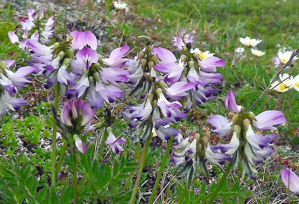 FJÄLLVEDEL Astragalus alpinus Foto © Rut Magnusson