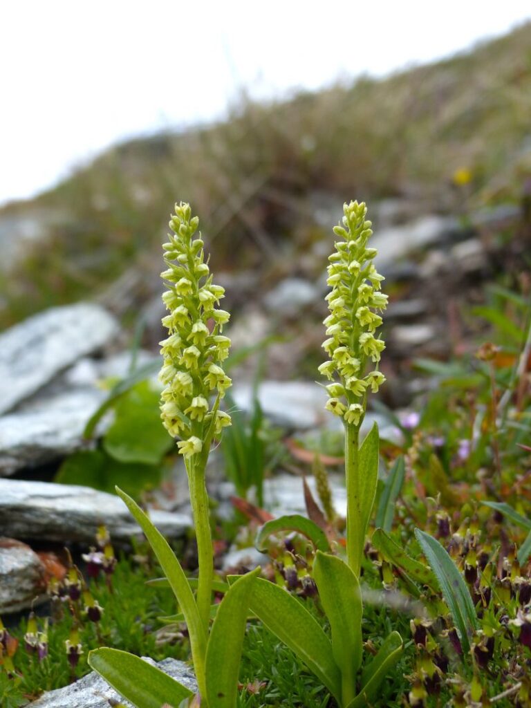 FJÄLLYXNE Pseudorchis straminea Foto © Rut Magnusson