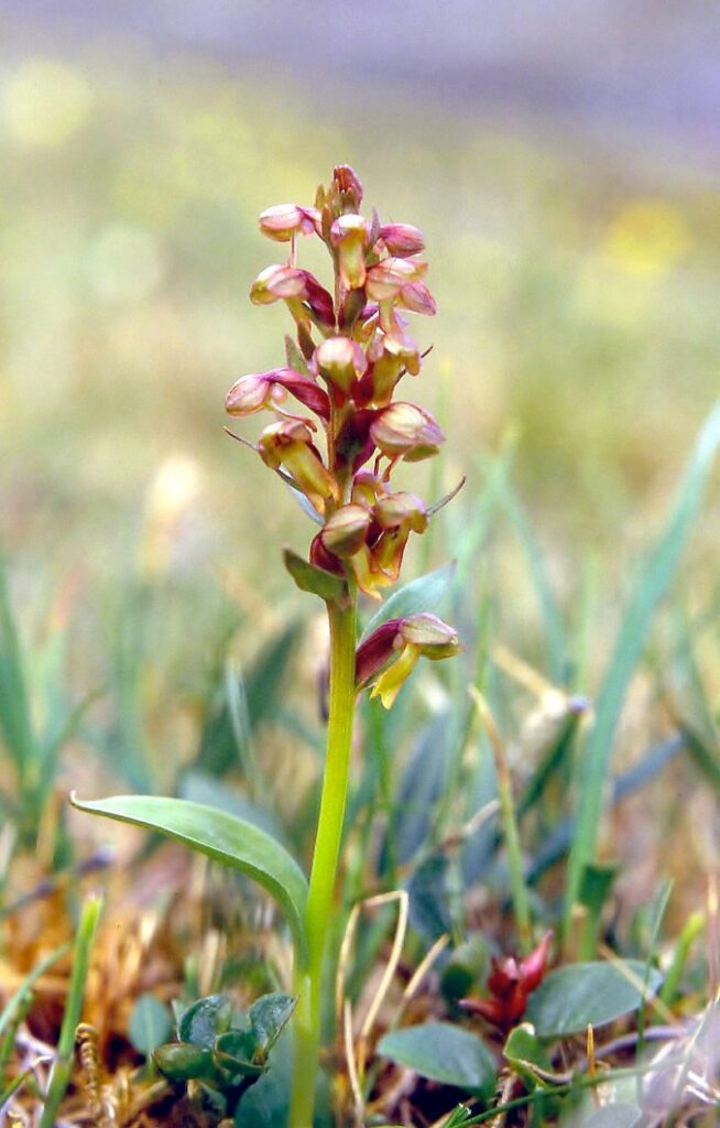 GRÖNYXNE Coeloglossum viride Foto © Rut Magnusson