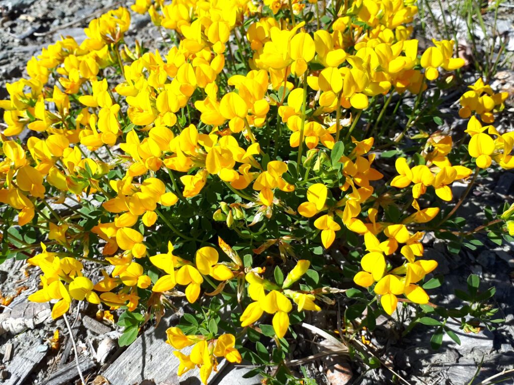 KÄRINGTAND Lotuscorniculatus Foto © Rut Magnusson