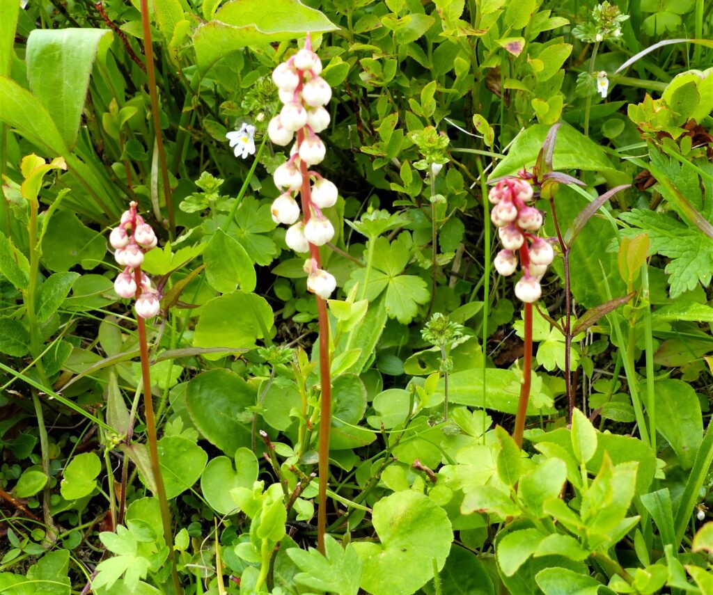 KLOTPYROLA Pyrola minor Foto © Rut Magnusson