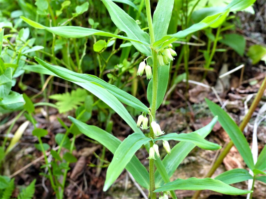 KRANSRAMS Polygonatum verticillatum Foto © Rut Magnusson