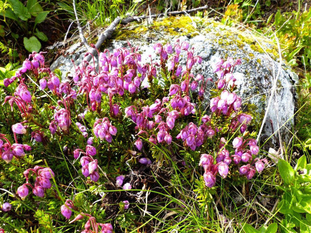 LAPPLJUNG Phyllodoce caerulea Foto © Rut Magnusson