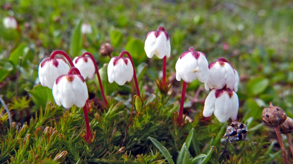 MOSSLJUNG Cassiope hypnoides Foto © Rut Magnusson