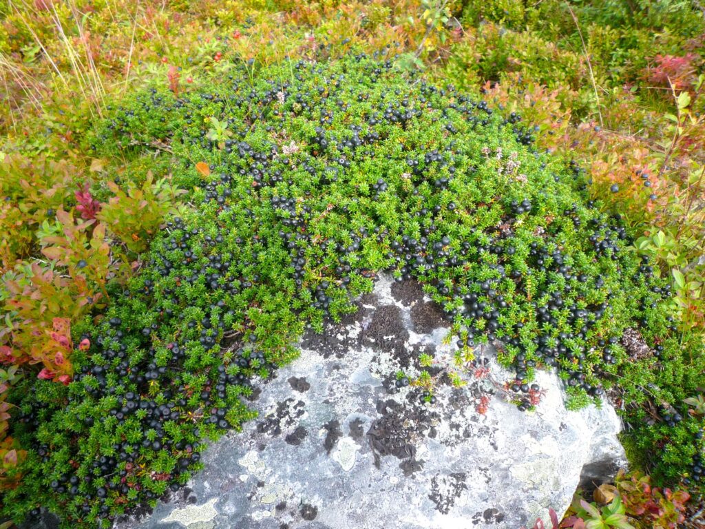 NORDKRÅKBÄR Empetrum hermaphroditum Foto © Rut Magnusson