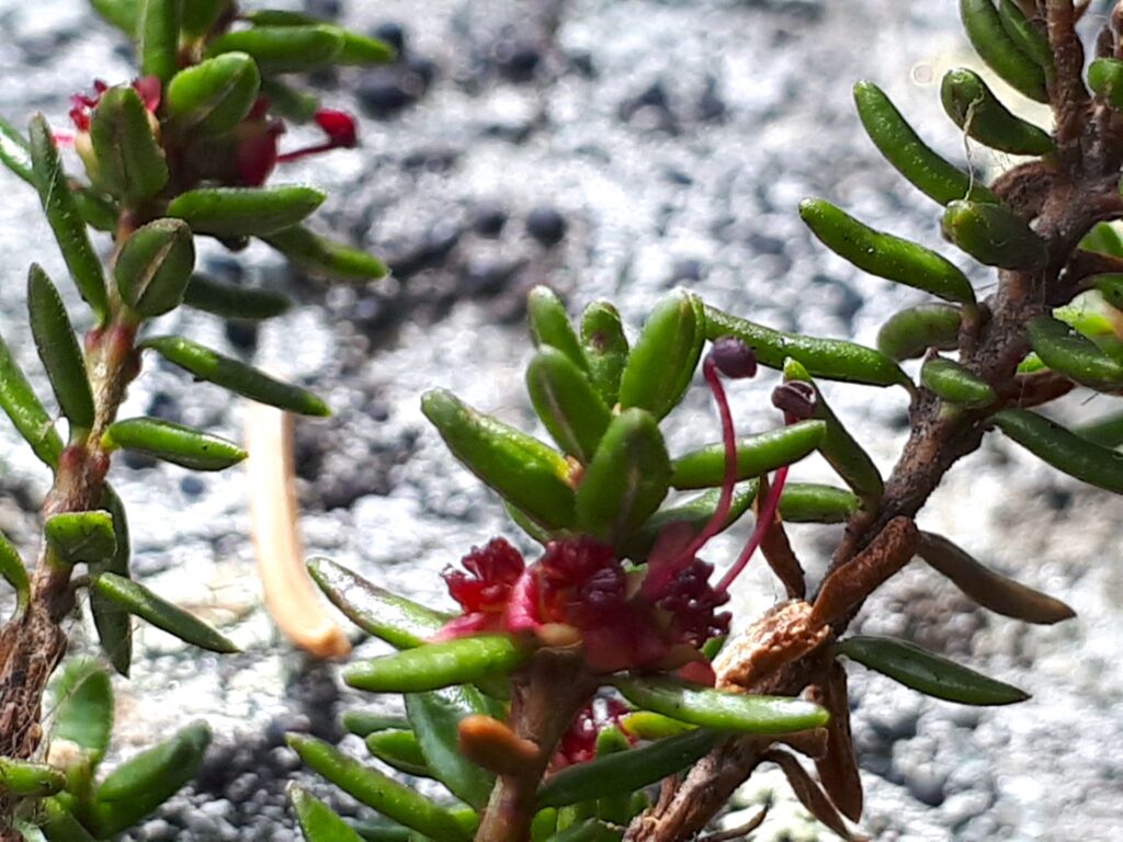 NORDKRÅKBÄR blommor Empetrum hermaphroditum Foto © Rut Magnusson