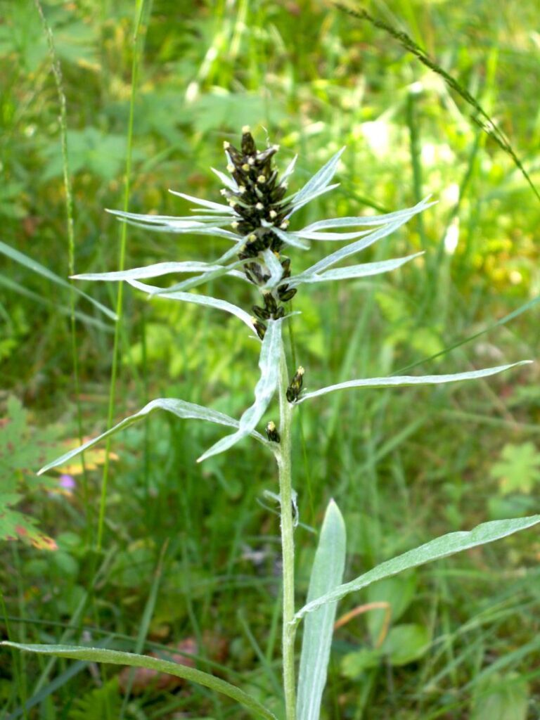 NORSKNOPPA Gnaphalium norvegicum Foto © Rut Magnusson