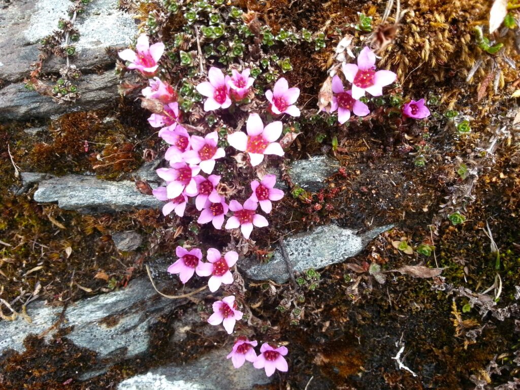 PURPURBRÄCKA Saxifraga oppositifolia Foto © Rut Magnusson