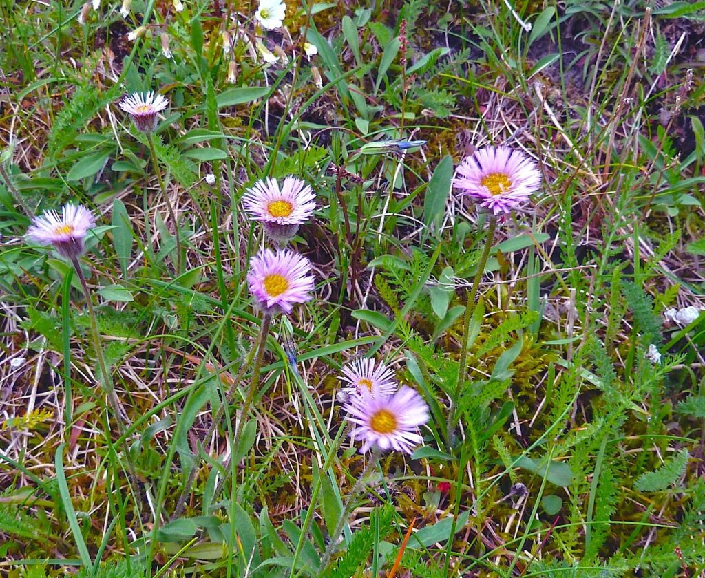 ROSENBINKA Erigeron borealis Foto © Rut Magnusson