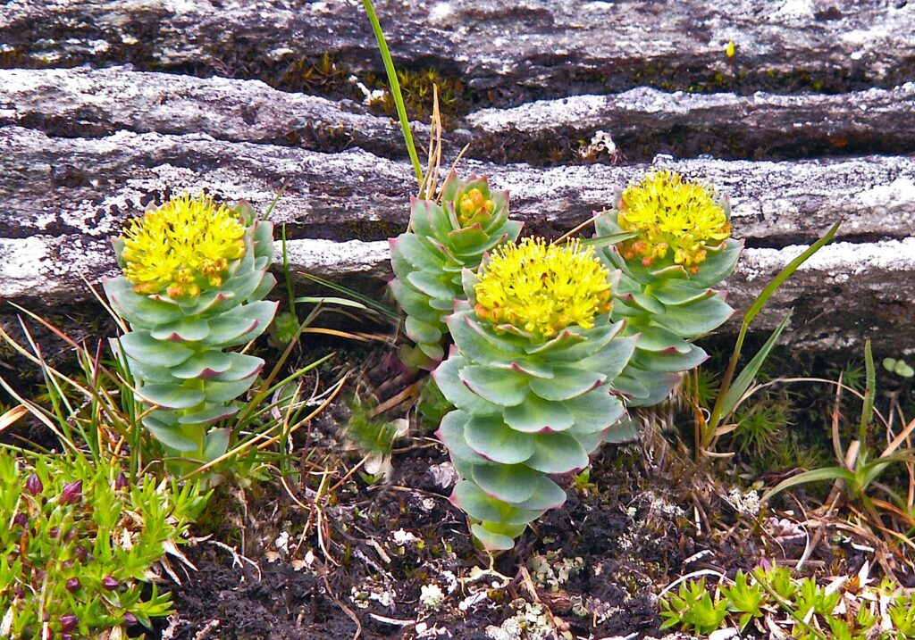 ROSENROT Rhodiola rosea Foto © Rut Magnusson