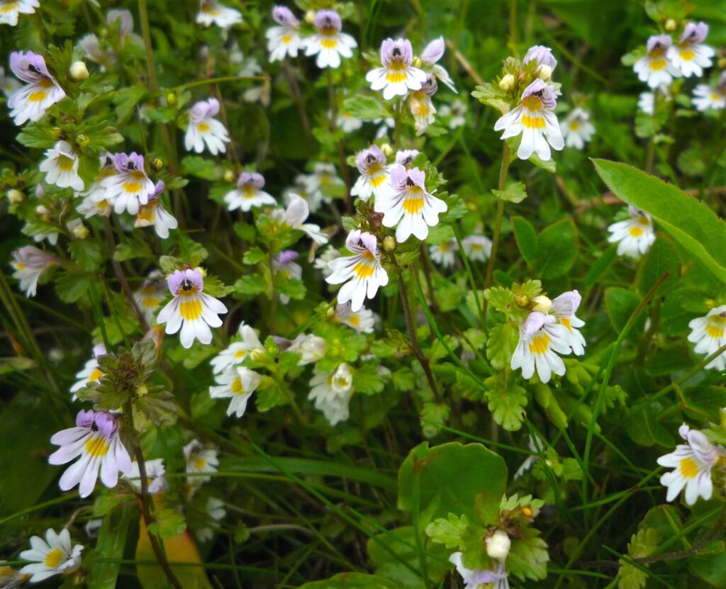 TROMSÖGONTRÖST Euphrasia hyperborea Foto © Rut Magnusson