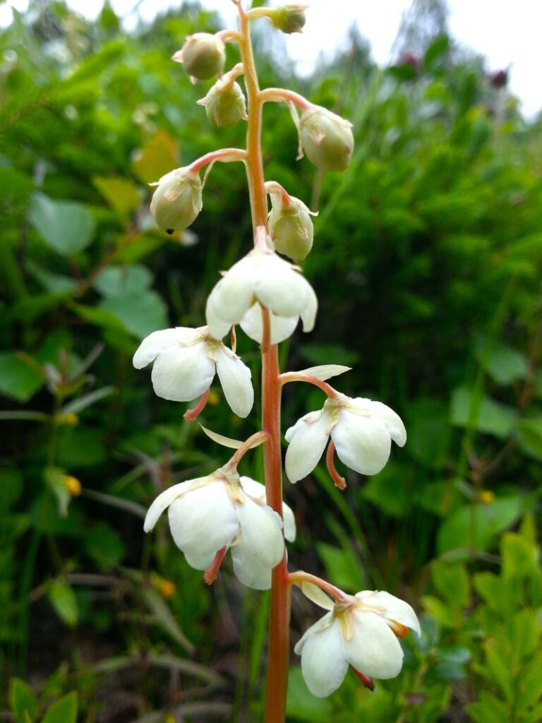 VITPYROLA Pyrola rotudifolia ssp. rotundifolia Foto © Rut Magnusson