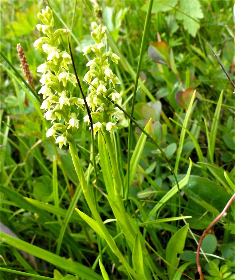 VITYXNE Pseudorchis albida Foto © Rut Magnusson